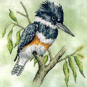Belted Kingfisher