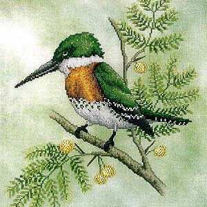 Green Kingfisher